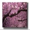 Cortesi Home 'Cherry Blossom Tree Panorama' by Nicklas Gustafsson Canvas Wall Art, 60"x30" view 1