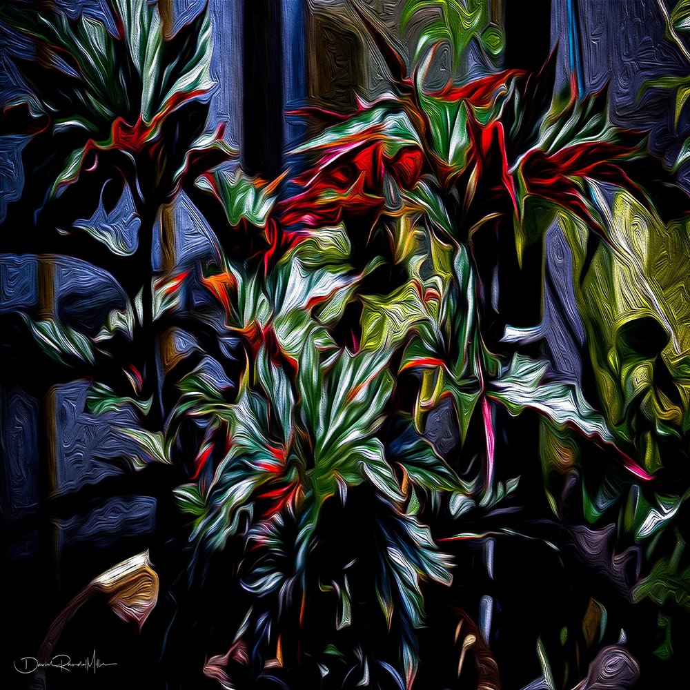 Begonia Unframed Print by David Randal Miller