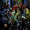 Begonia Unframed Print by David Randal Miller view 1