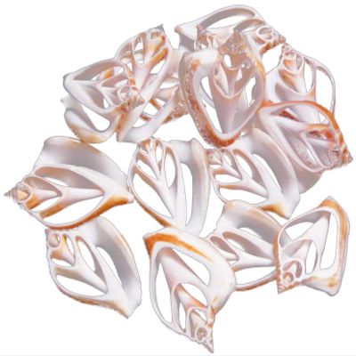 Set of 12 Center Cut Canarium Shells (2") Beach Crafts Coastal Cottage Decor Nautical Art Ornament Making Aquarium Deco