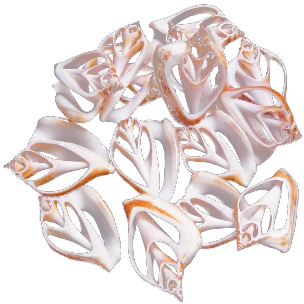 Set of 12 Center Cut Canarium Shells (2") Beach Crafts Coastal Cottage Decor Nautical Art Ornament Making Aquarium Deco