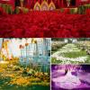 DJBM 1000 Pieces Rose Petals Artificial Flower Petals for Wedding Party Decoration Lime view 3