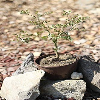 Home Comforts Still Life Tree Sapling Small Stones Bonsai-20 Inch By 30 Inch Laminated Poster With Bright Colors And Vivid Imagery-Fits Perfectly In Many Attractive Frames