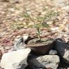 Home Comforts Still Life Tree Sapling Small Stones Bonsai-20 Inch By 30 Inch Laminated Poster With Bright Colors And Vivid Imagery-Fits Perfectly In Many Attractive Frames view 1