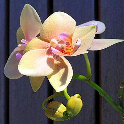 Home Comforts Butterfly Orchid Phalaenopsis Plant Orchid-20 Inch By 30 Inch Laminated Poster With Bright Colors And Vivid Imagery-Fits Perfectly In Many Attractive Frames