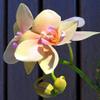 Home Comforts Butterfly Orchid Phalaenopsis Plant Orchid-20 Inch By 30 Inch Laminated Poster With Bright Colors And Vivid Imagery-Fits Perfectly In Many Attractive Frames view 1