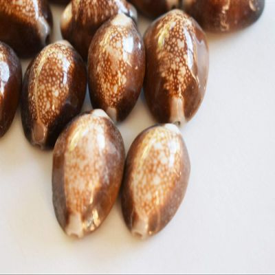 50 Snake Head Cowries Shells Seashells Beach Crafts Nautical Jewelry Coastal - Ocean Beach Seashells Perfect for Home Decoration, Art Craft, Vase Filler Fish Tank