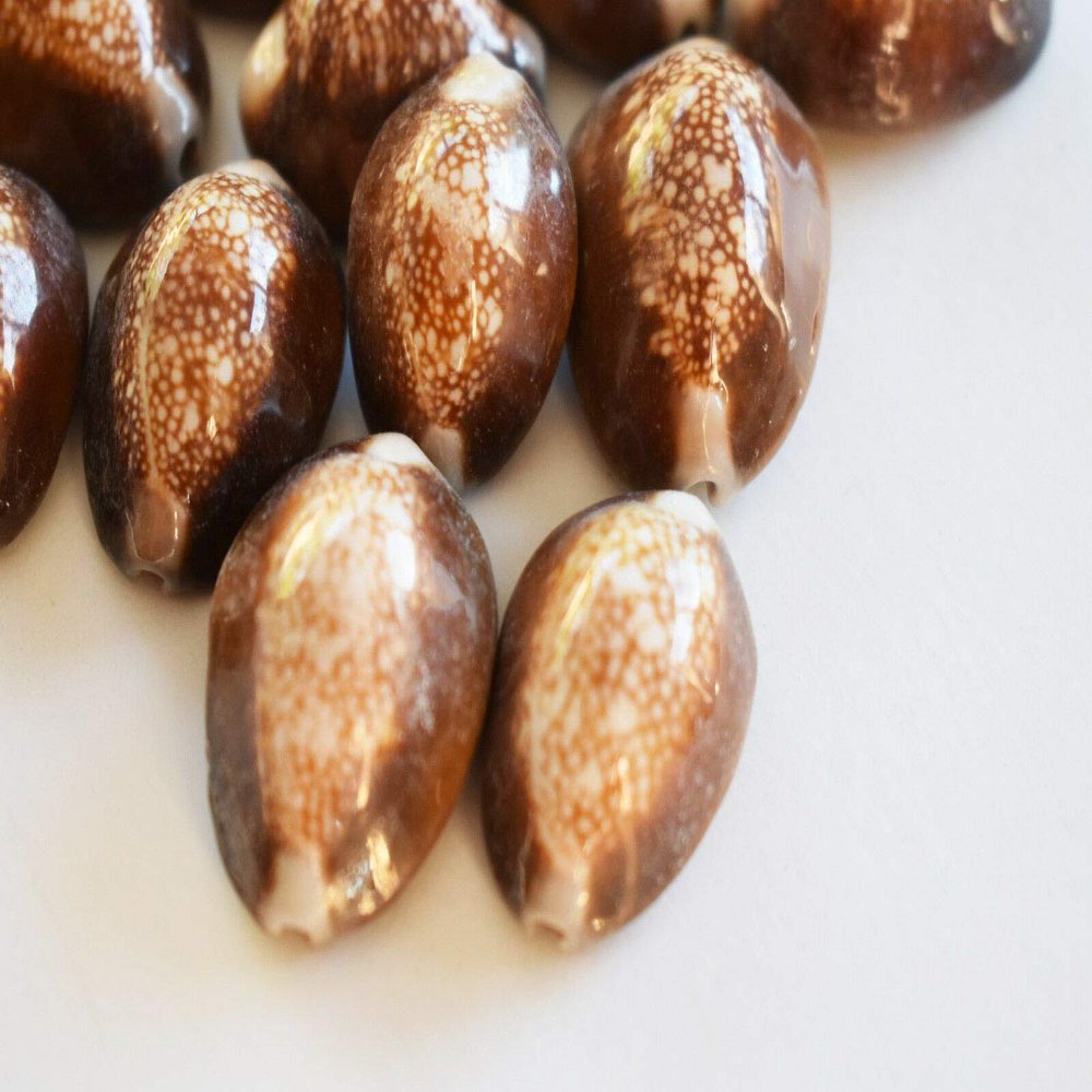 50 Snake Head Cowries Shells Seashells Beach Crafts Nautical Jewelry Coastal - Ocean Beach Seashells Perfect for Home Decoration, Art Craft, Vase Filler Fish Tank