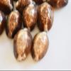 50 Snake Head Cowries Shells Seashells Beach Crafts Nautical Jewelry Coastal - Ocean Beach Seashells Perfect for Home Decoration, Art Craft, Vase Filler Fish Tank view 1