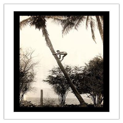 Climbing for Coconuts - Lahaina Hawaii USA - Vintage Hawaiian Real Photo Postcard by Ray Jerome Baker c.1908 - Bamboo Fine Art 290gsm Paper (Unframed) 17x22in