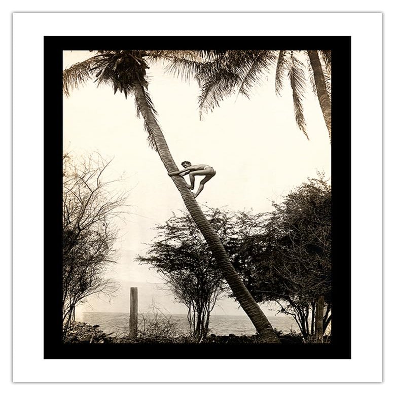Climbing for Coconuts - Lahaina Hawaii USA - Vintage Hawaiian Real Photo Postcard by Ray Jerome Baker c.1908 - Bamboo Fine Art 290gsm Paper (Unframed) 17x22in