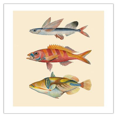 Hawaii Fish Triptych - Flying Fish (Malolo) Ruby Snapper Onaga (Ula'ula) Reef Triggerfish (Humuhumu) - Vintage Hawaiian Color Postcard - Bamboo Fine Art 290gsm Paper (Unframed) 17x22in
