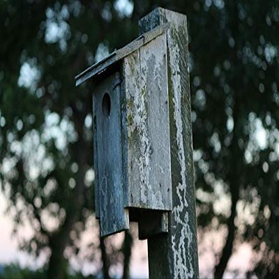 Box House Nature Wooden Vintage Birdhouse Bird-20 Inch by 30 Inch Laminated Poster with Bright Colors and Vivid Imagery-Fits Perfectly in Many Attractive Frames