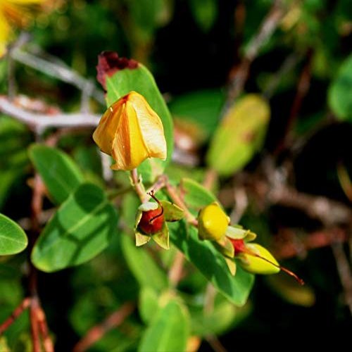 Home Comforts Herb Bud Flower Hypericum St Johns Wort Yellow-20 Inch By 30 Inch Laminated Poster With Bright Colors And Vivid Imagery-Fits Perfectly In Many Attractive Frames