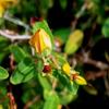 Home Comforts Herb Bud Flower Hypericum St Johns Wort Yellow-20 Inch By 30 Inch Laminated Poster With Bright Colors And Vivid Imagery-Fits Perfectly In Many Attractive Frames view 1