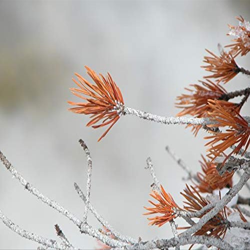 Home Comforts Winter Nature Outdoor Tree Plant Season Natural-20 Inch By 30 Inch Laminated Poster With Bright Colors And Vivid Imagery-Fits Perfectly In Many Attractive Frames