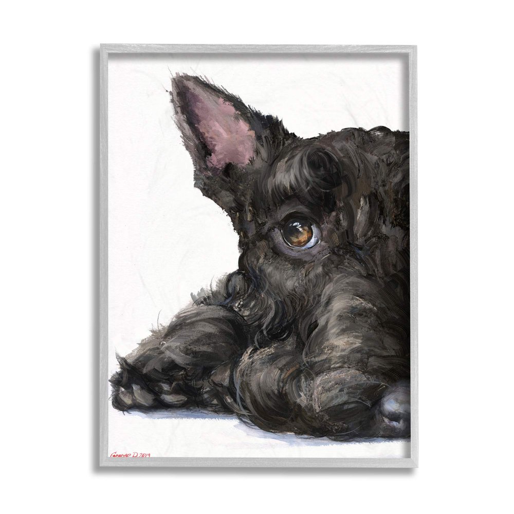 Sleepy Scottish Terrier Portrait Adorable Pet Dog