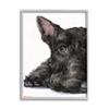 Sleepy Scottish Terrier Portrait Adorable Pet Dog view 1