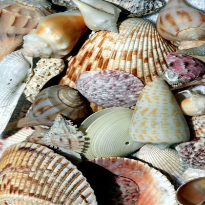 Iconic Arts Beach Collected Sea Shells Laminated 18x24 Poster
