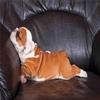 Ambesonne English Bulldog Duvet Cover Set, Puppy Resting on a Sofa Funny Animal Photography Canine, Decorative 3 Piece Bedding Set with 2 Pillow Shams, California King, Seal Brown White Brown view 2