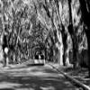 Iconic Arts B/W Magnolia Street Laminated Poster 18x24 view 1