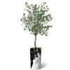 Artificial Tree in Contemporary Granite Effect Planter, Fake Eucalyptus Silk Tree for Indoor and Outdoor Home Decoration - 66" Overall Tall (Plant Pot Plus Tree) view 2