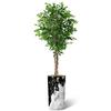 Artificial Tree in Contemporary Granite Effect Planter, Fake Ficus Silk Tree for Indoor and Outdoor Home Decoration - 75" Overall Tall (Plant Pot Plus Tree) view 2