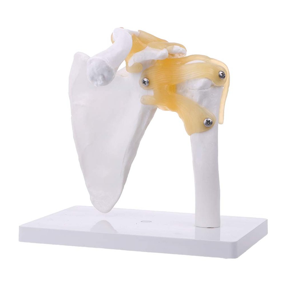 MOMOJIA Functional Anatomical Life Size Human Anatomy Skeleton Shoulder Joint Bone Muscle Model for Teaching Study Tool