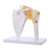 MOMOJIA Functional Anatomical Life Size Human Anatomy Skeleton Shoulder Joint Bone Muscle Model for Teaching Study Tool view 1
