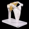 MOMOJIA Functional Anatomical Life Size Human Anatomy Skeleton Shoulder Joint Bone Muscle Model for Teaching Study Tool view 2