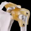 MOMOJIA Functional Anatomical Life Size Human Anatomy Skeleton Shoulder Joint Bone Muscle Model for Teaching Study Tool view 3