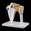 MOMOJIA Functional Anatomical Life Size Human Anatomy Skeleton Shoulder Joint Bone Muscle Model for Teaching Study Tool view 4