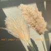 Dreamture Real Pampas Grass Decor Natural Dried Flowers Plants Wedding Flowers Dry Flower Bouquet Fluffy Lovely for Holiday Home decor-50pcs Small Pampas-M view 2