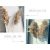 Dreamture Real Pampas Grass Decor Natural Dried Flowers Plants Wedding Flowers Dry Flower Bouquet Fluffy Lovely for Holiday Home decor-50pcs Small Pampas-M view 3