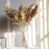 Dreamture Real Pampas Grass Decor Natural Dried Flowers Plants Wedding Flowers Dry Flower Bouquet Fluffy Lovely for Holiday Home decor-50pcs Small Pampas-M view 4