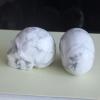 2'' Hand Carved Mixed Gemstone Crystal Skull Figurine Carving Home Decor (White Turquoise) view 3