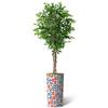Artificial Tree in Contemporary Daisy Flower Pattern Planter, Fake Ficus Silk Tree for Indoor and Outdoor Home Decoration - 75" Overall Tall (Plant Pot Plus Tree) view 2