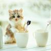 6 Pieces Cat Coffee Spoon Cute Stainless Steel Cat Head Spoon, Lovely Ice Cream Dessert Tool for Stirring Tea Coffee Sugar Dessert (Black, White) view 4