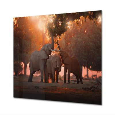 Glass Picture Wall Art - Picture on Glass Animals Series