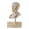 BEAUTIFUL GREEK STATUES Hippocrates of Kos Father of Medicine Alabaster Bust Statue Marble Base view 2