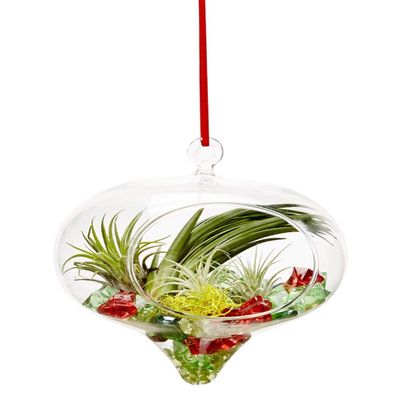 Athenas Garden LO-HCH0305-APSAPM-L-AR 5 in. Rain Drop Live Ornament Arrangement