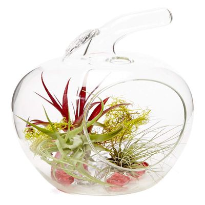Athenas Garden LO- HCH0707-APSAPM-AR-L-R Clear Apple Living Ornament Arrangement