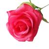 12pcs Artificial Silk Flowers Fake Rose Bouquet Wedding Party Home Decor (Rose) view 2