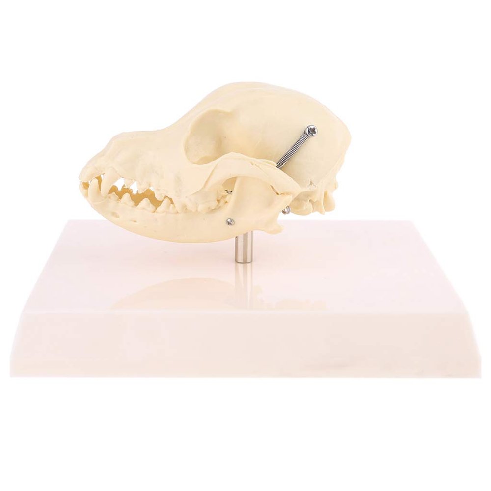 QUQUTWO Canine Dog Skull Model Anatomy Skeleton Veterinary Specimen Teaching Display