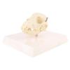 QUQUTWO Canine Dog Skull Model Anatomy Skeleton Veterinary Specimen Teaching Display view 2