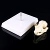 QUQUTWO Canine Dog Skull Model Anatomy Skeleton Veterinary Specimen Teaching Display view 4