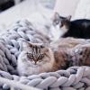Daoyuan Chunky Knit Blanket Soft and Huge Throw Modern Bedding Handwoven Chenille for Bed Room/Couch/Bed/Pet Mat/Baby Blanket/Gift,Beautiful Home Decoration view 2