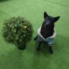 2'T 19''D Topiaries Trees Artificial Outdoors 2 Pack Fake Boxwood Bushes Outside Potted Tree view 2