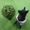 2'T 19''D Topiaries Trees Artificial Outdoors 2 Pack Fake Boxwood Bushes Outside Potted Tree view 3