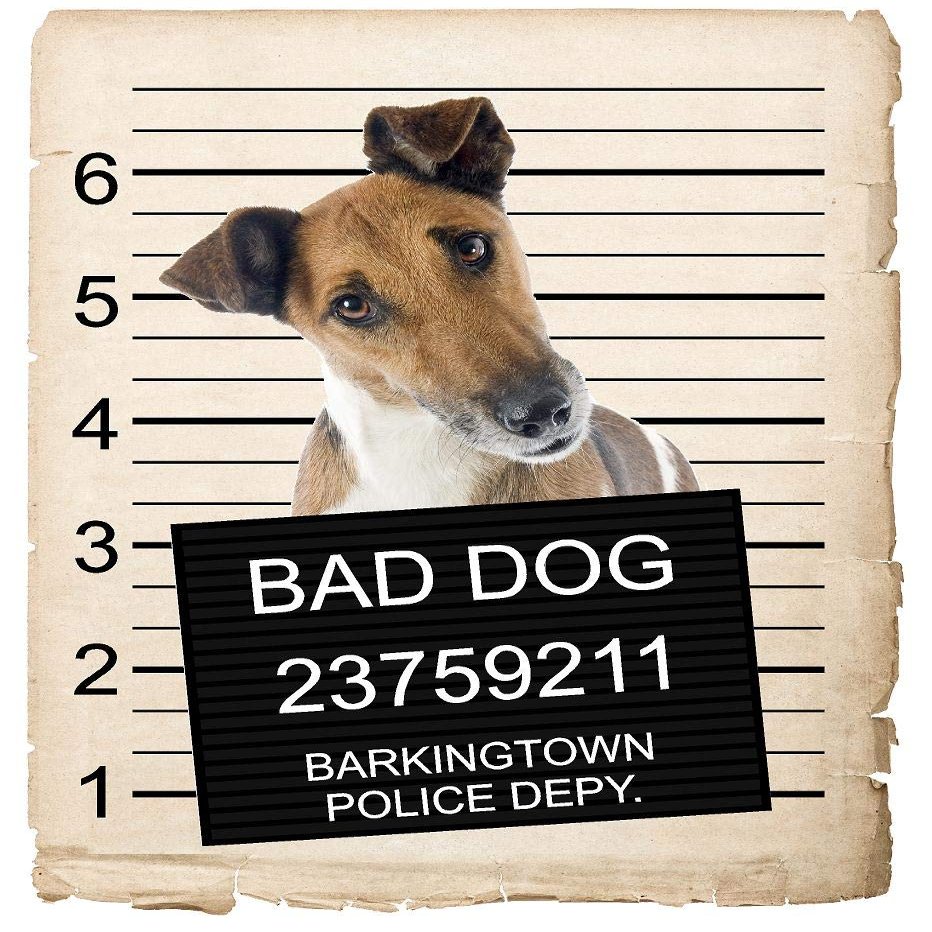 Fox Terrier Dog Mugshot Magnet 4x7 in  Fun and Playful Decor for Refrigerator, Office, Locker, or Car Bumper  Durable and Weather-Resistant  Ideal Gift for Dog Lovers and Unique Decor Enthusiasts